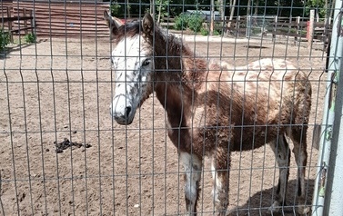 Zwierzaki nad Potokiem - wyjazd do mini zoo (8 lipca 2026) 6