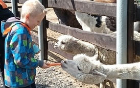Zwierzaki nad Potokiem - wyjazd do mini zoo (8 lipca 2026) 16