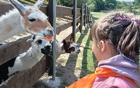 Zwierzaki nad Potokiem - wyjazd do mini zoo (8 lipca 2026) 21