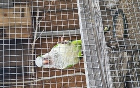 Zwierzaki nad Potokiem - wyjazd do mini zoo (8 lipca 2026) 64