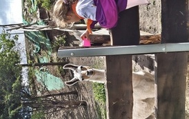 Zwierzaki nad Potokiem - wyjazd do mini zoo (8 lipca 2026) 67