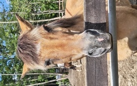 Zwierzaki nad Potokiem - wyjazd do mini zoo (8 lipca 2026) 73